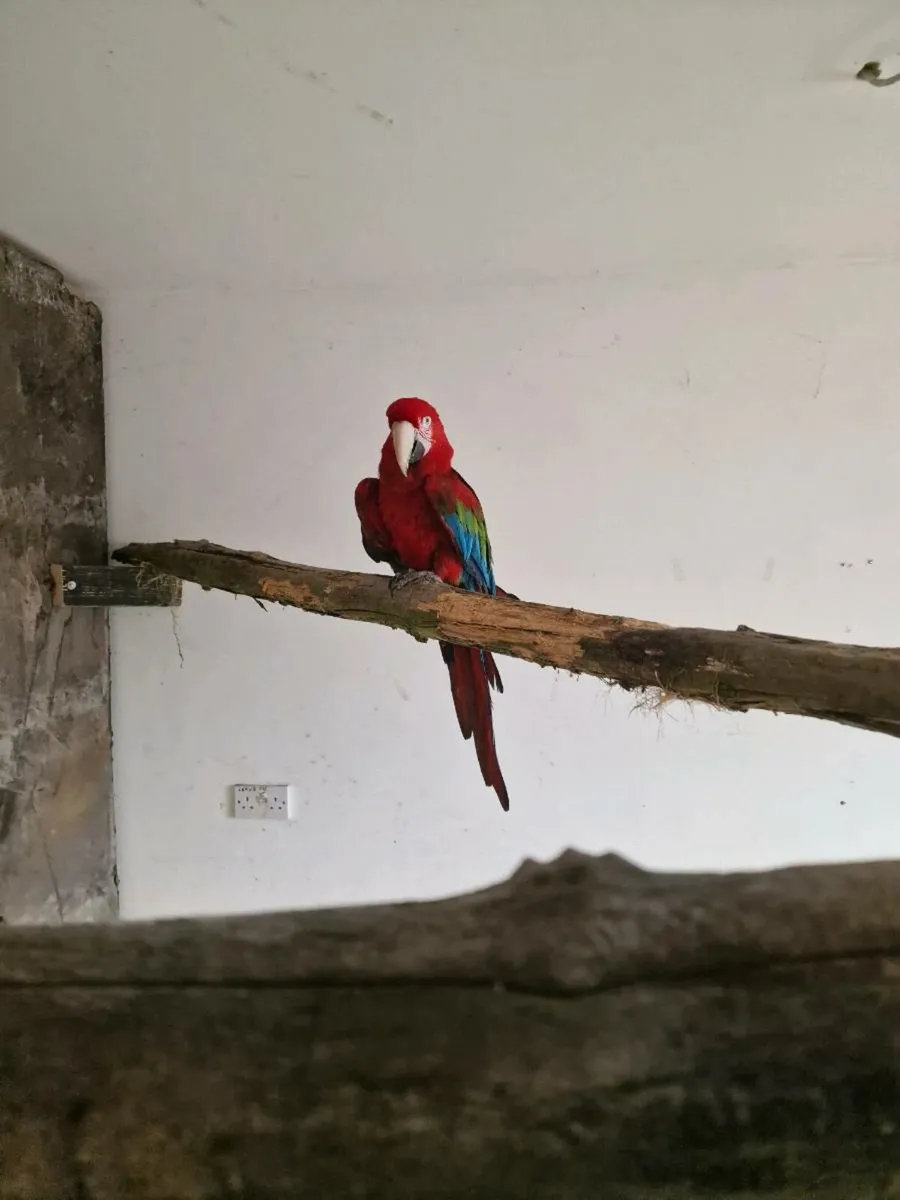 Macaw & Umbrella Cockatoo & Gallah - Image 2