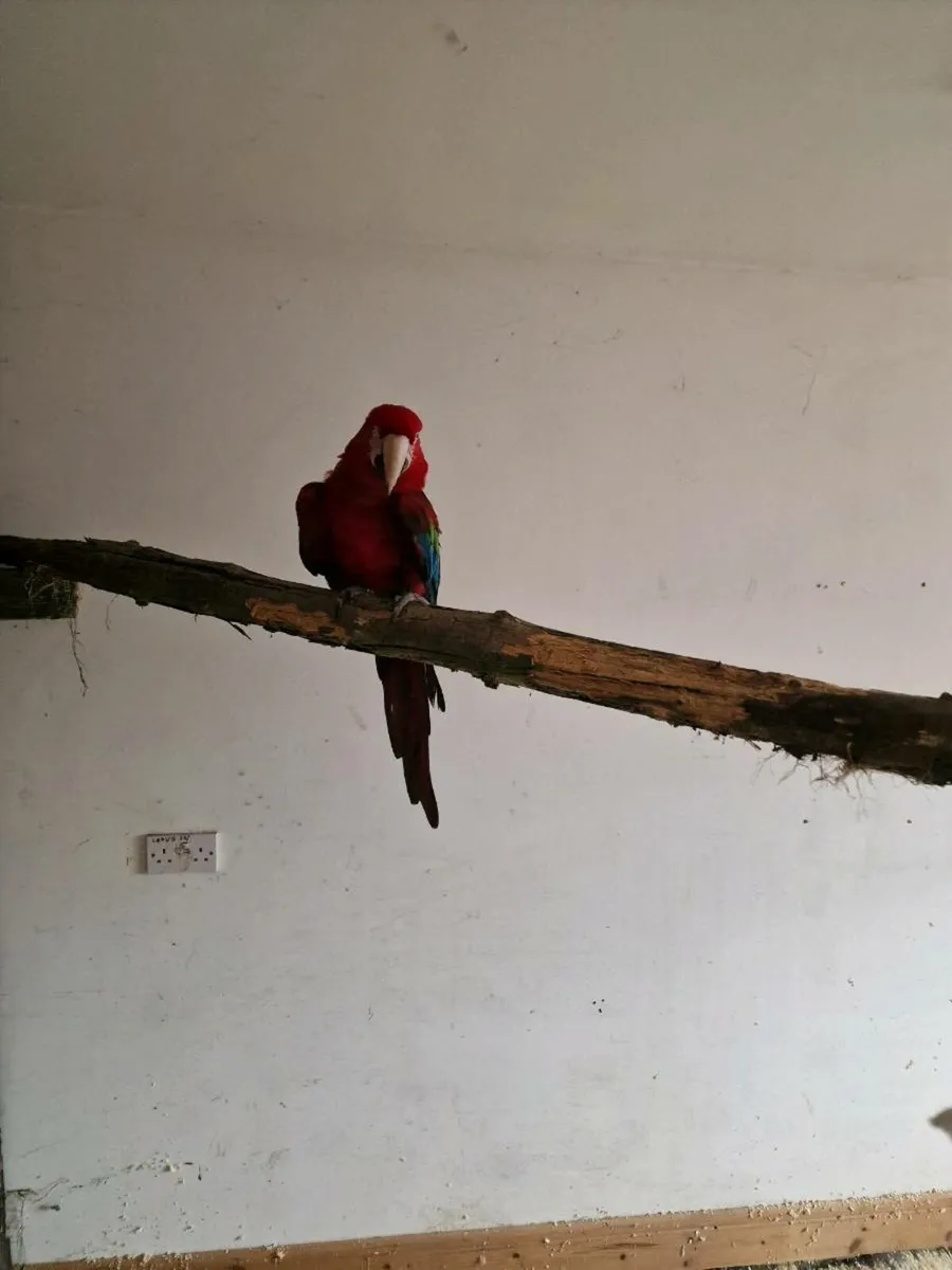Macaw & Umbrella Cockatoo & Gallah - Image 3