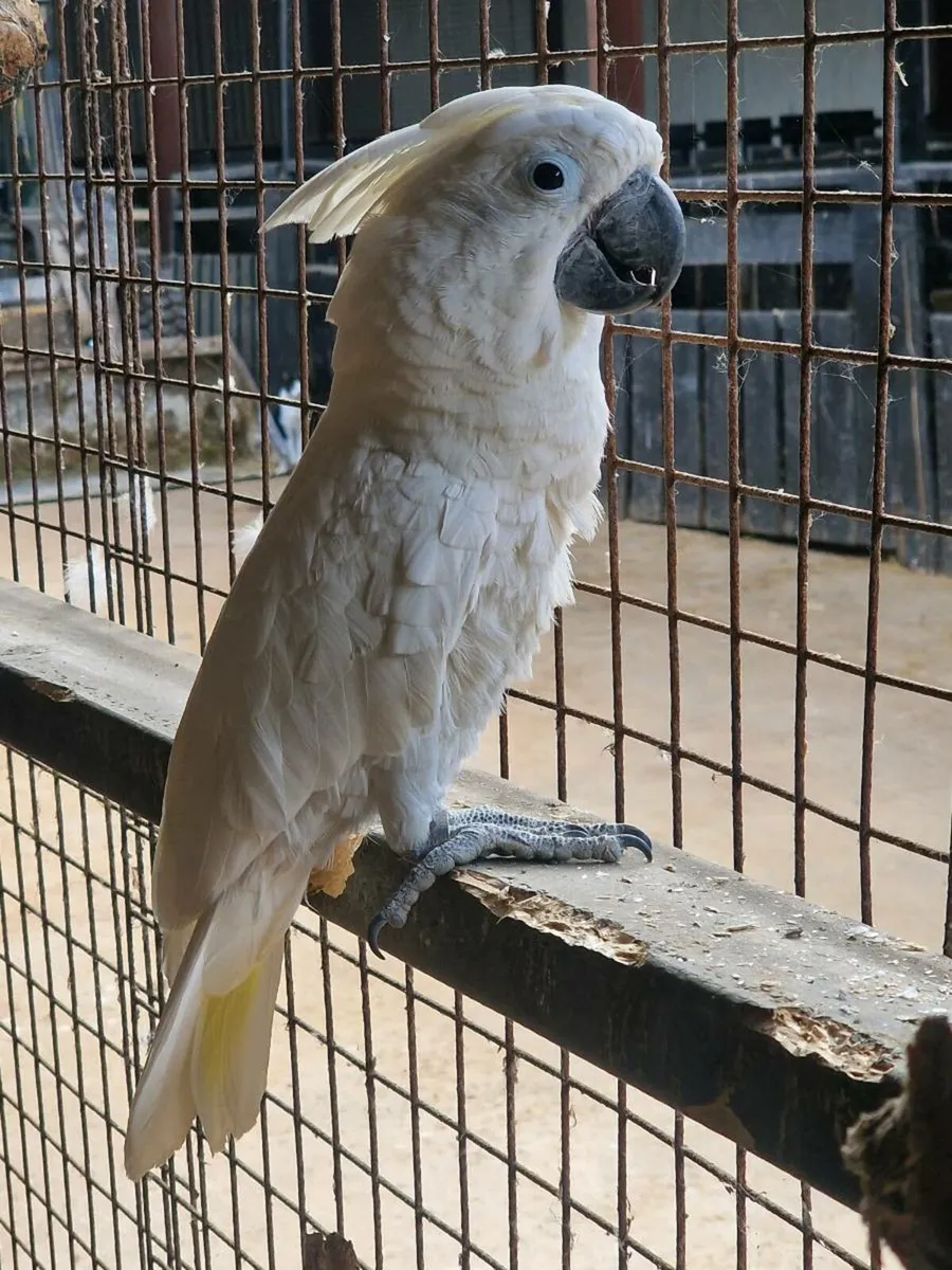 Macaw & Umbrella Cockatoo & Gallah - Image 4