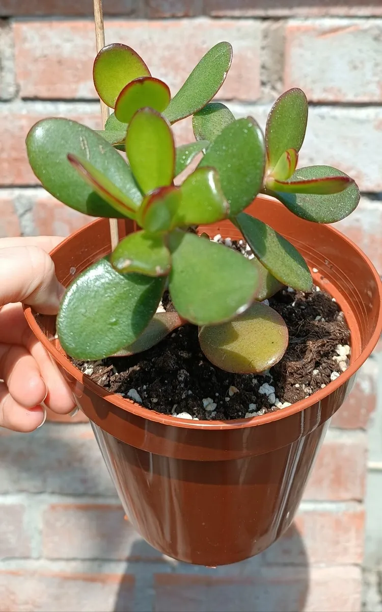 CRASSULA OVATA - JADE PLANT - Image 1