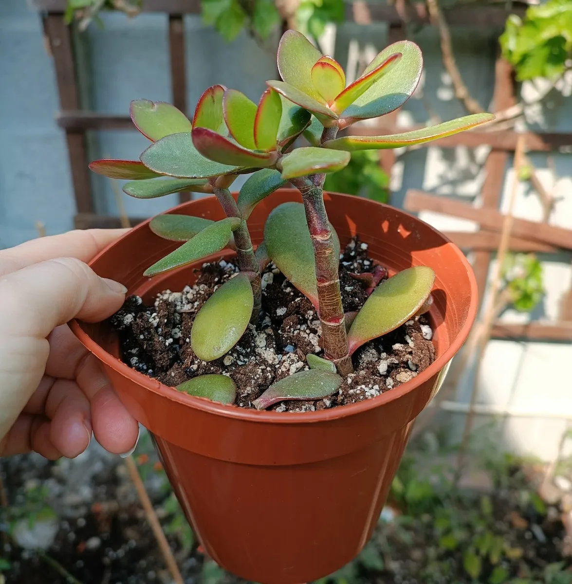 CRASSULA OVATA - JADE PLANT - Image 2
