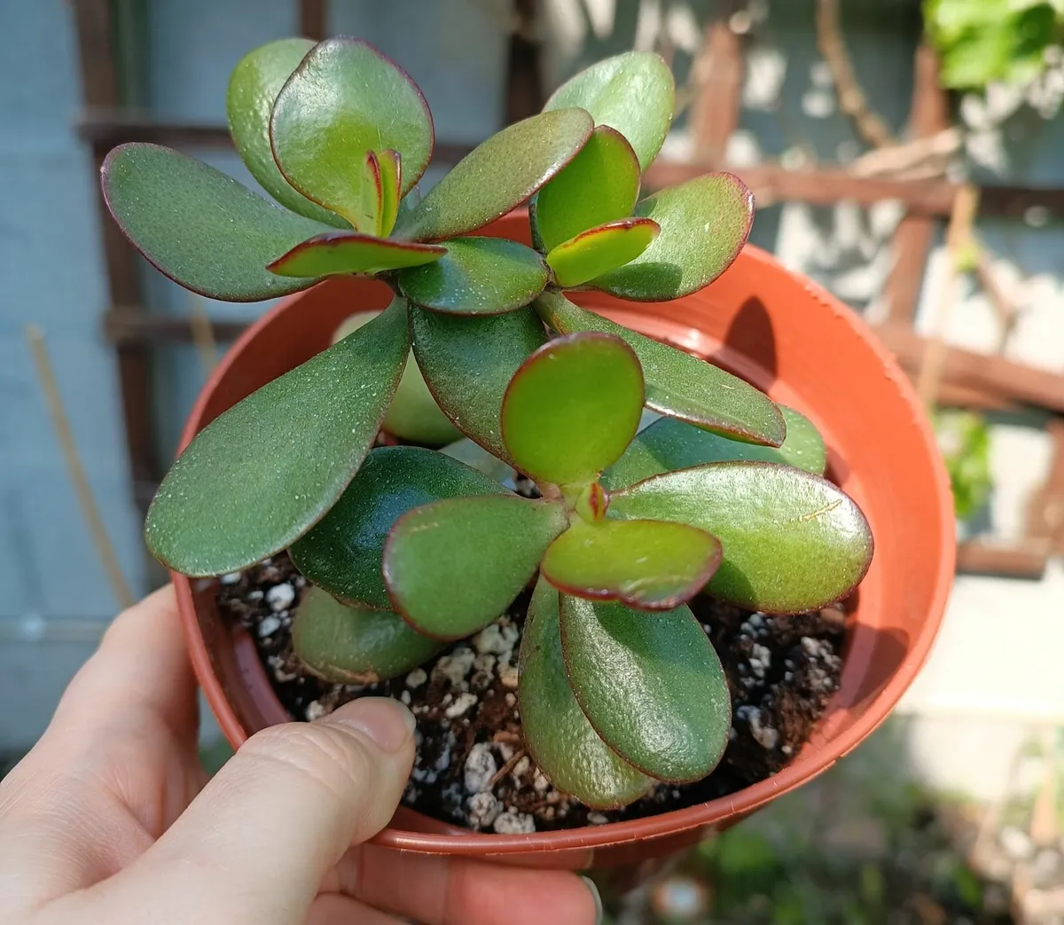 CRASSULA OVATA - JADE PLANT - Image 3