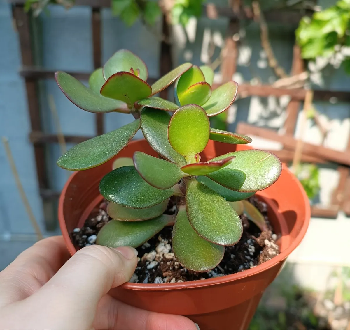 CRASSULA OVATA - JADE PLANT - Image 4
