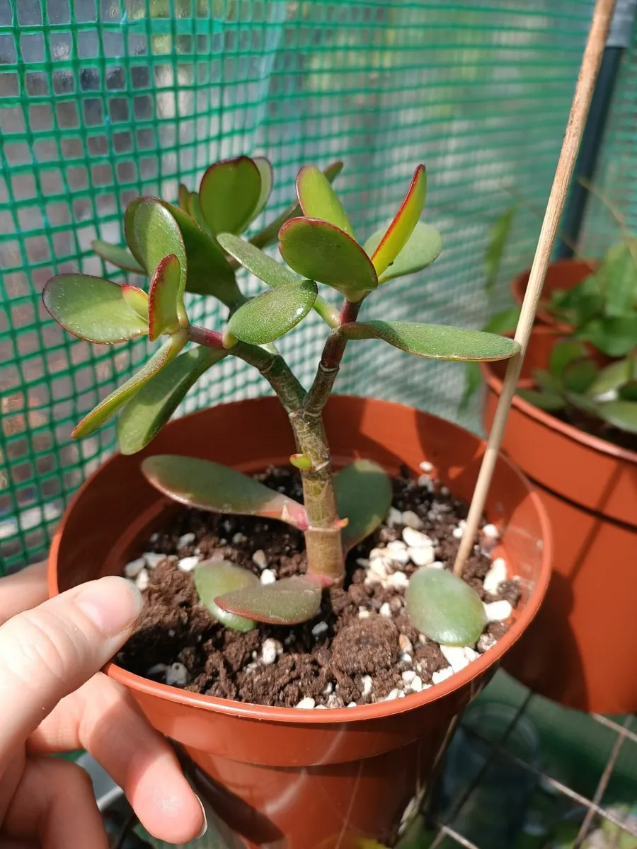 CRASSULA OVATA - JADE PLANT - Image 2