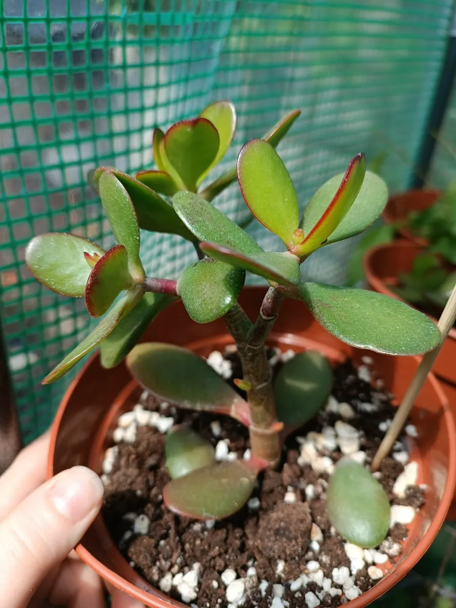 CRASSULA OVATA - JADE PLANT - Image 3