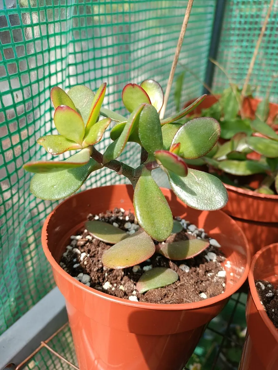 CRASSULA OVATA - JADE PLANT - Image 4
