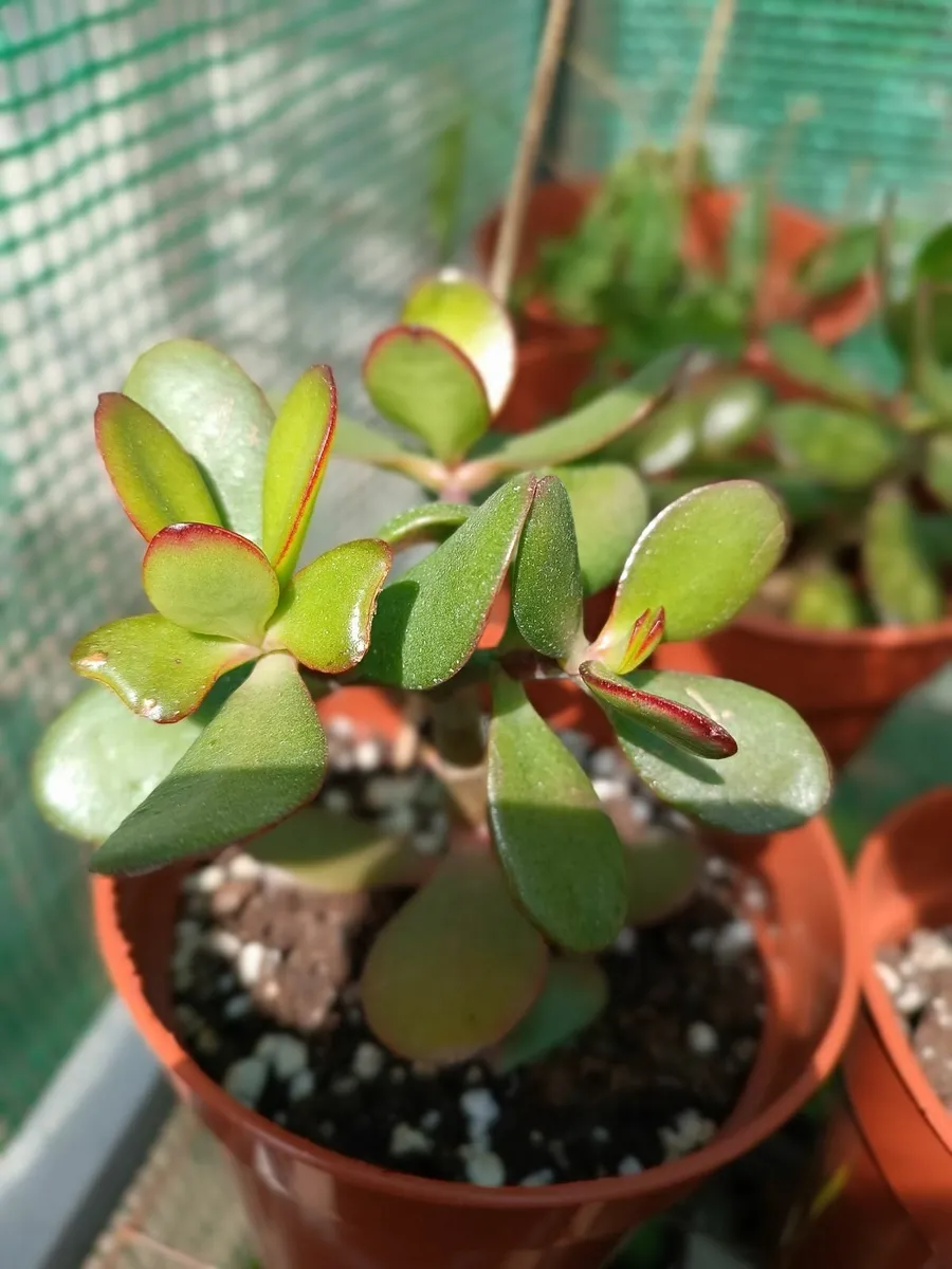 CRASSULA OVATA - JADE PLANT - Image 1