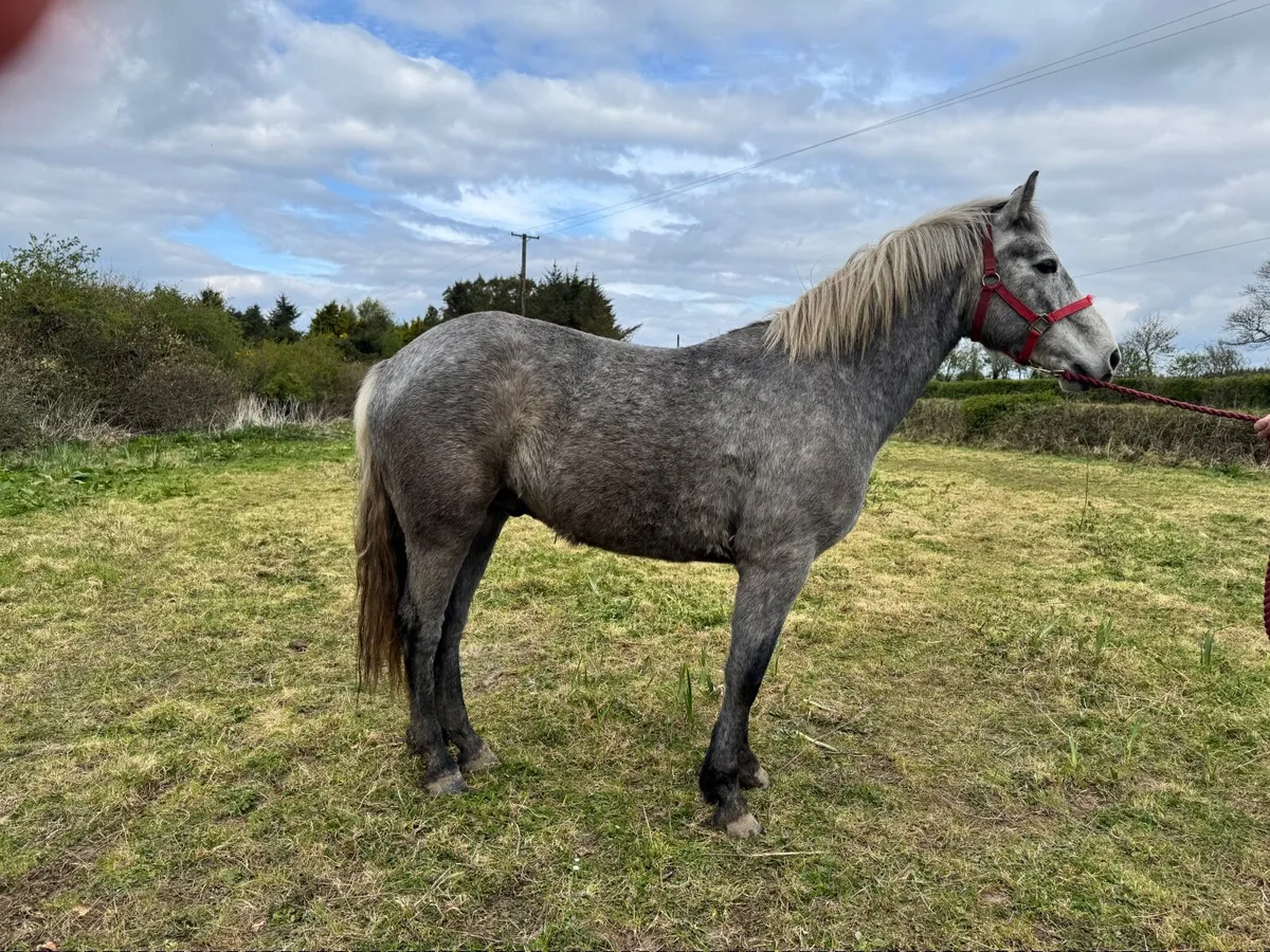 4 Ponies for sale - Image 1