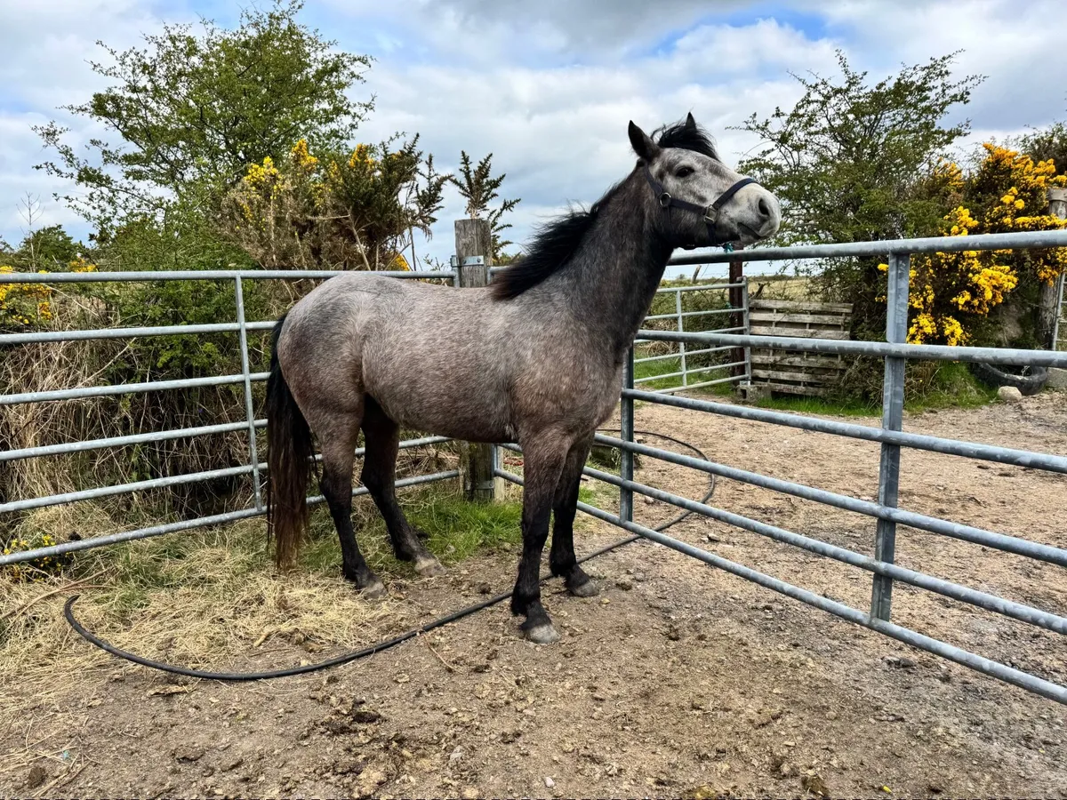 4 Ponies for sale - Image 2