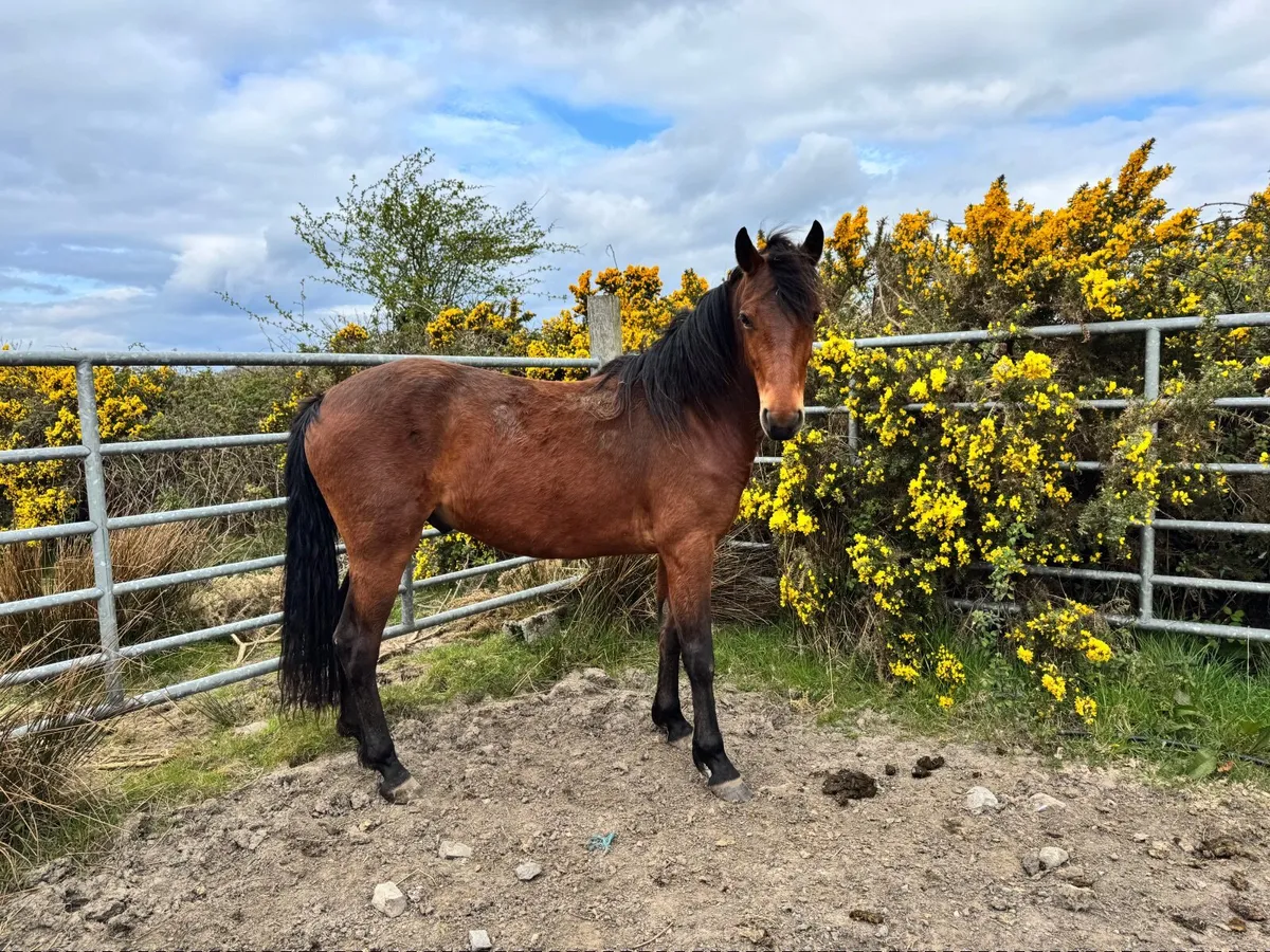 4 Ponies for sale - Image 3