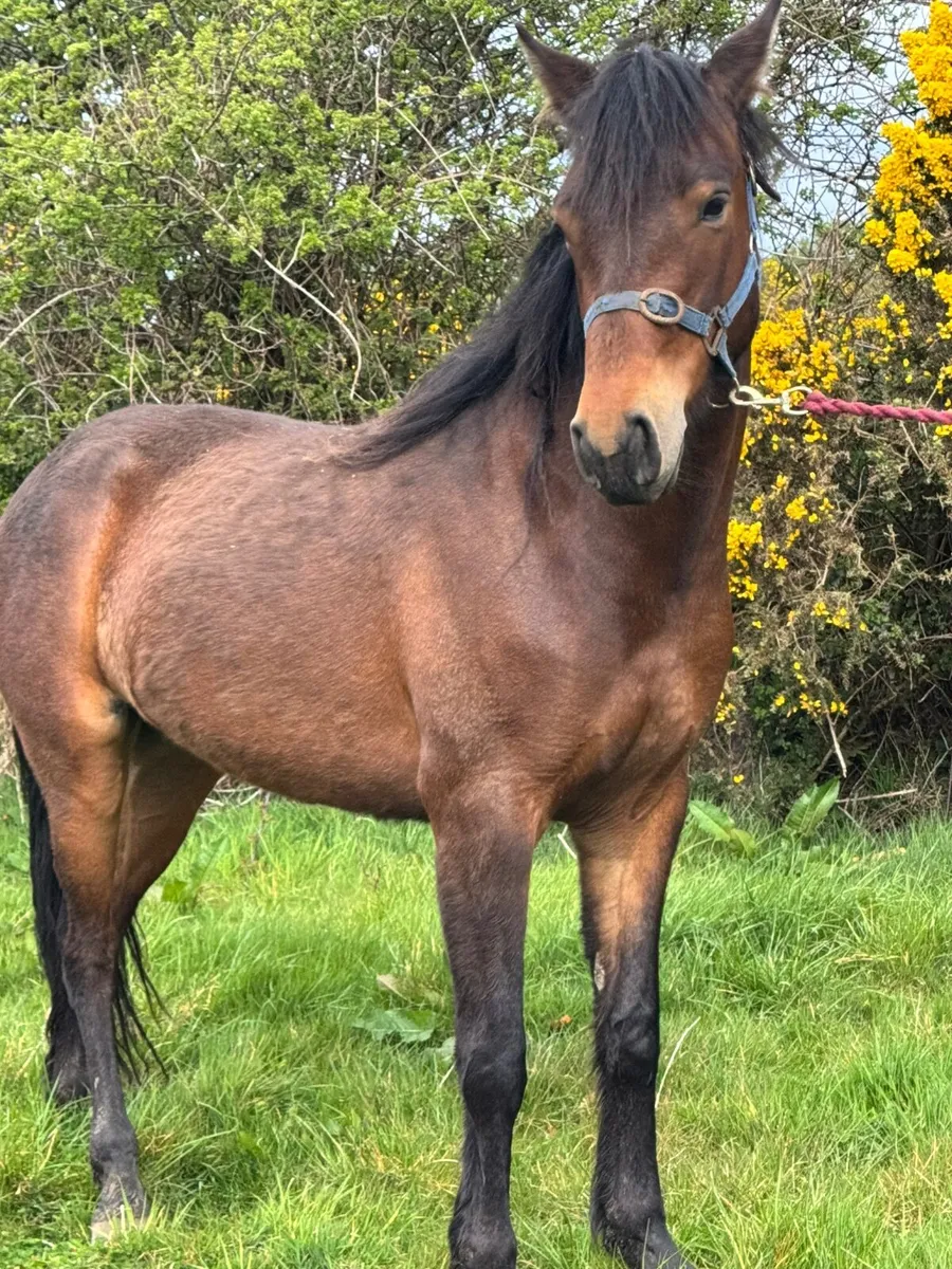 4 Ponies for sale - Image 4