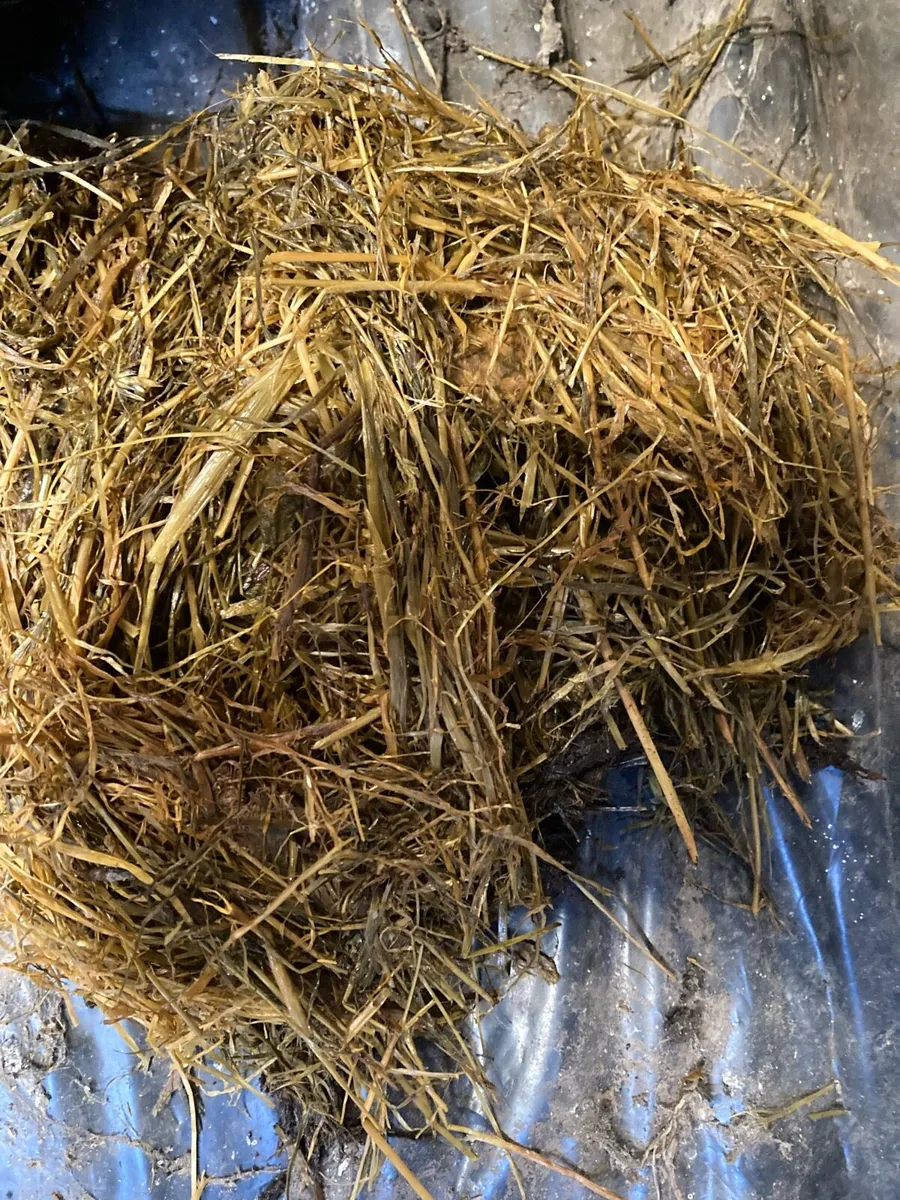 Pit Silage - Image 1