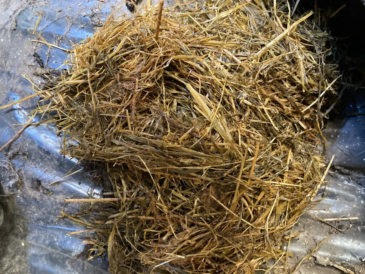Pit Silage - Image 2