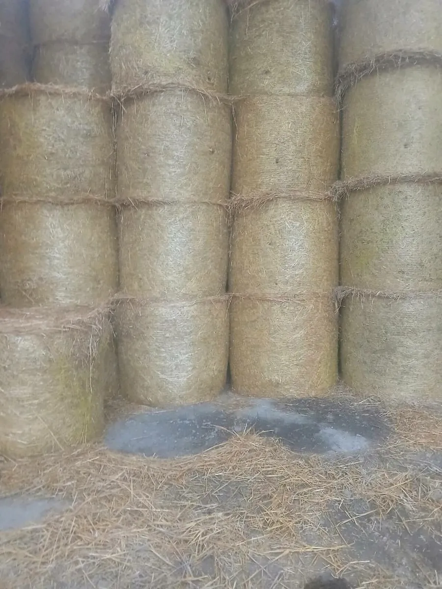 Barley straw