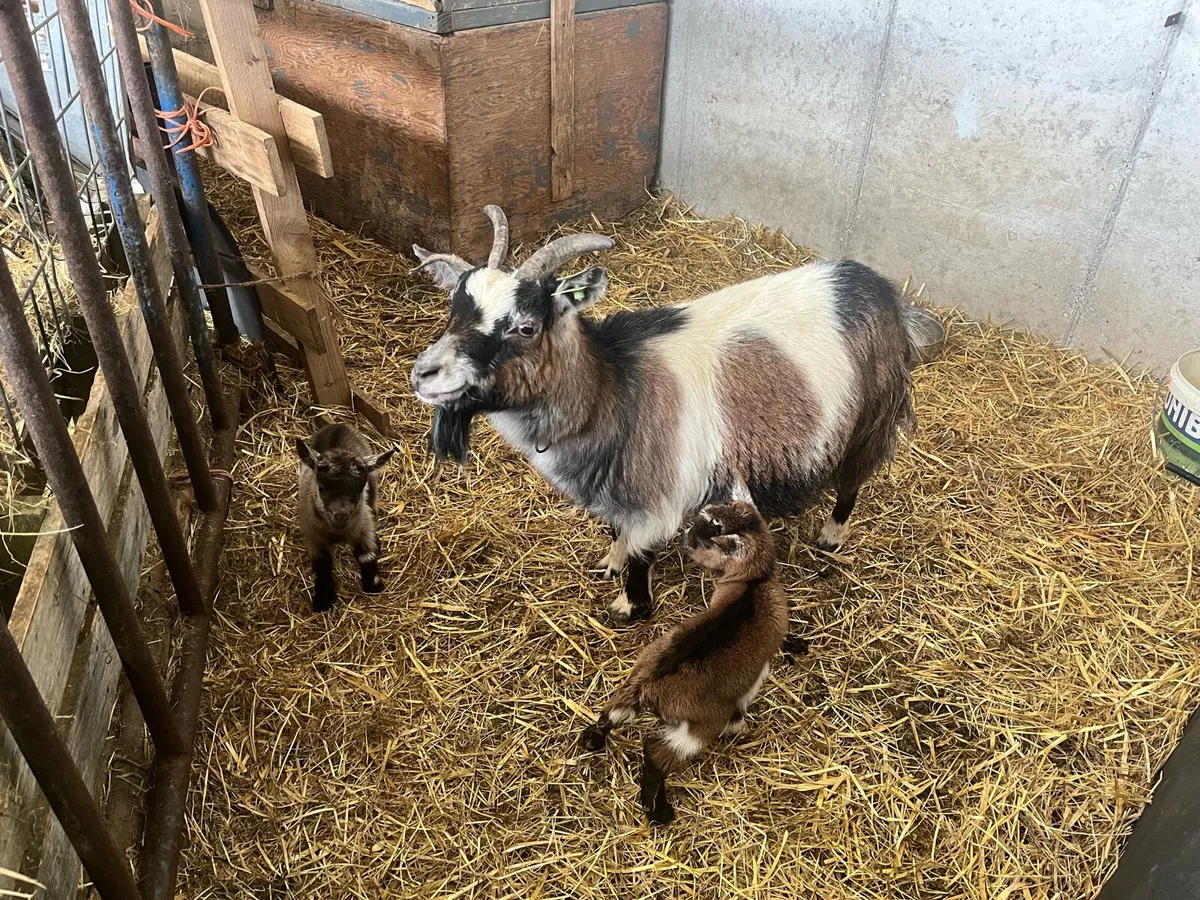Friendly Pygmy Goats - Image 1