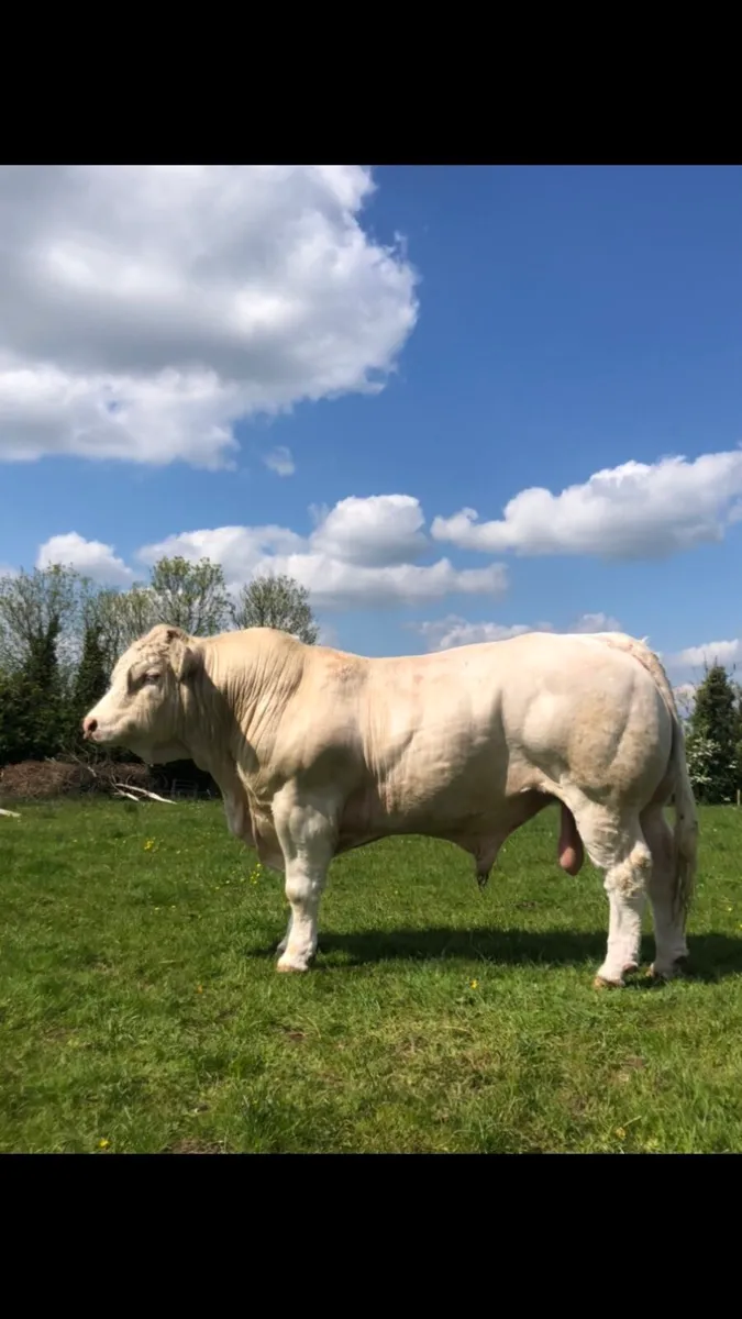 Charolais bull - Image 1