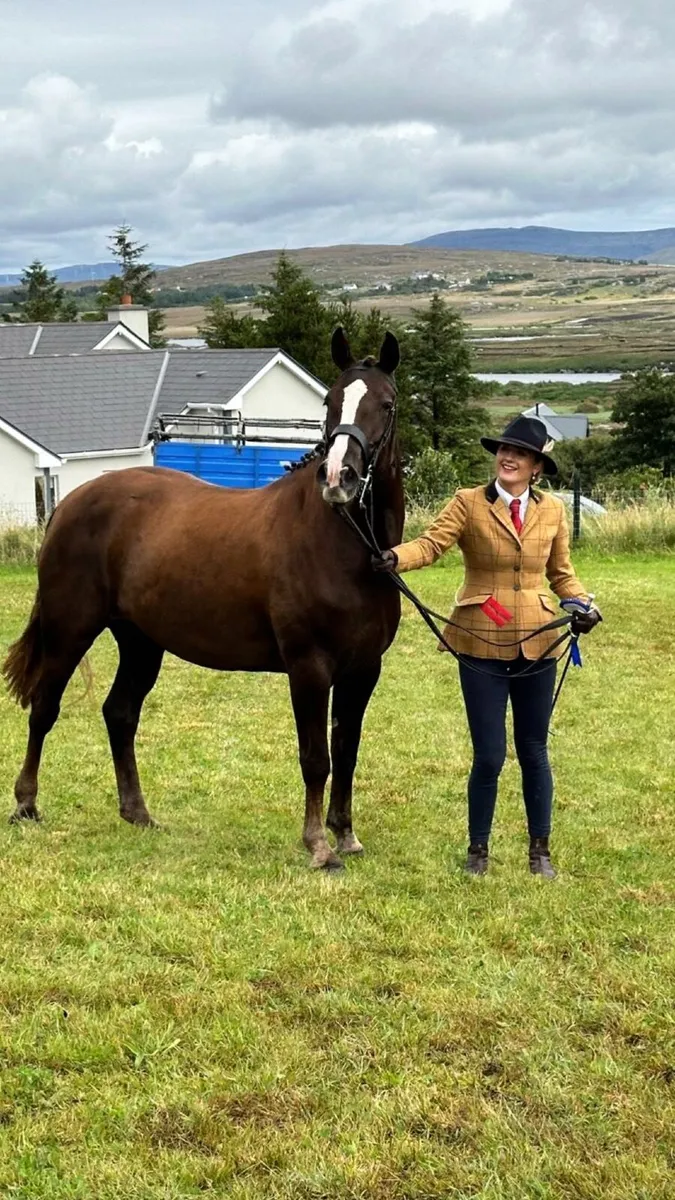 Irish Draught Mare - Image 3