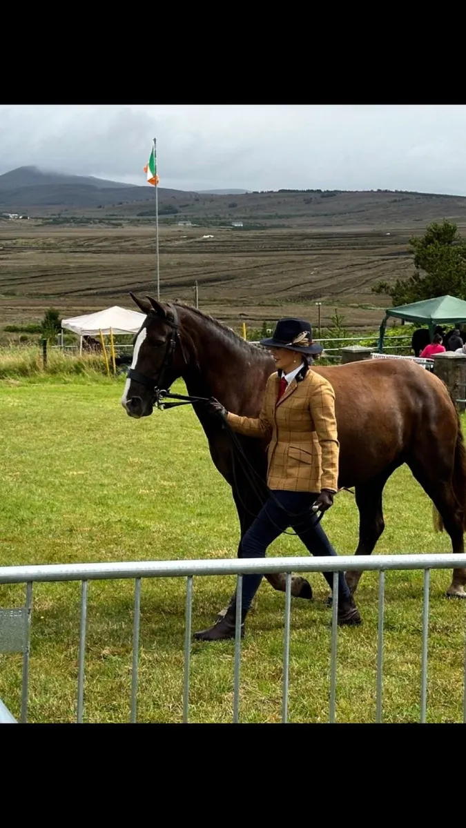 Irish Draught Mare - Image 4