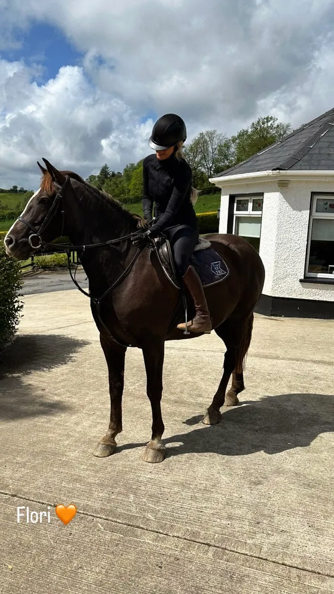 Irish Draught Mare - Image 1