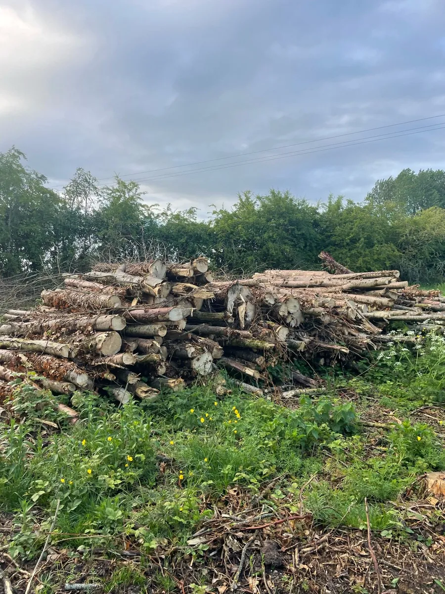 Ash Timber - Image 1