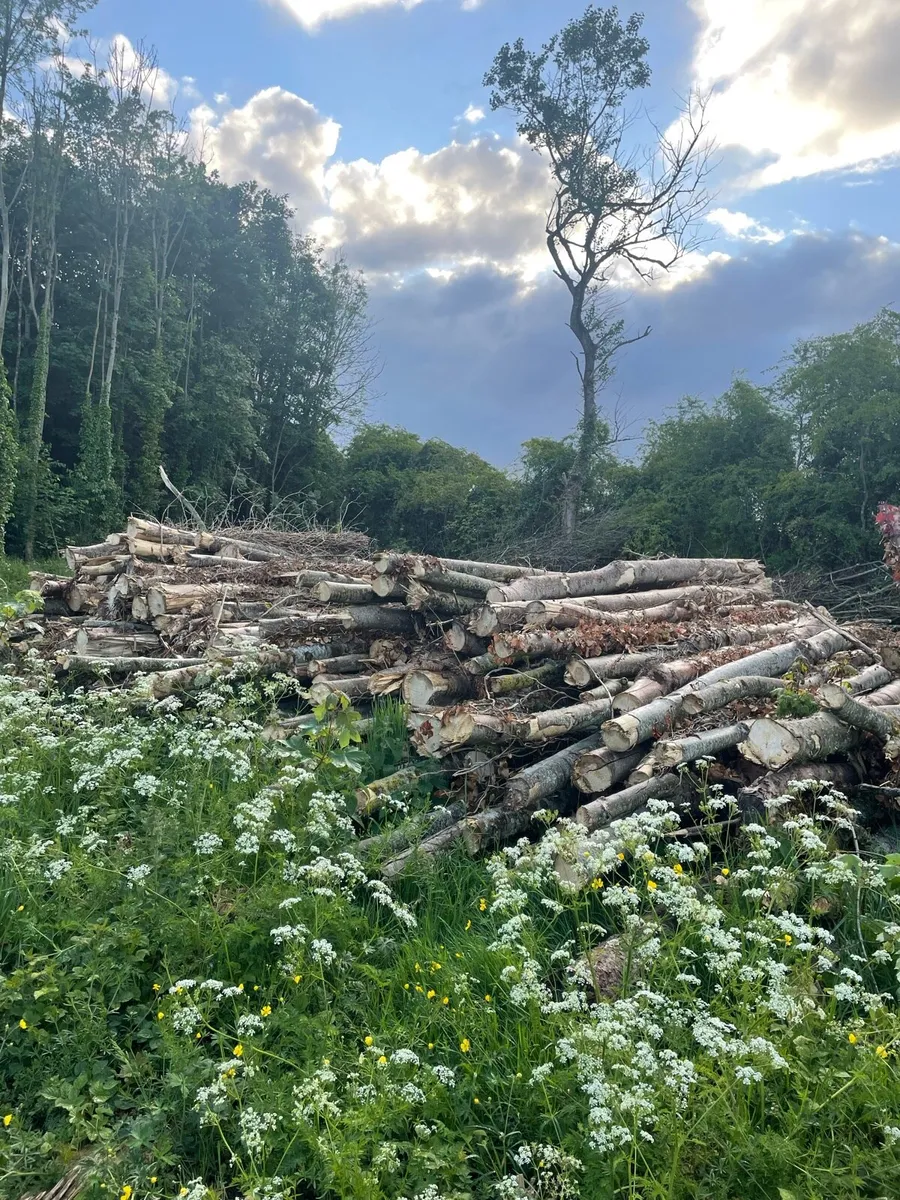 Ash Timber - Image 2