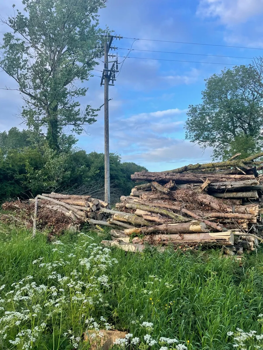 Ash Timber - Image 3