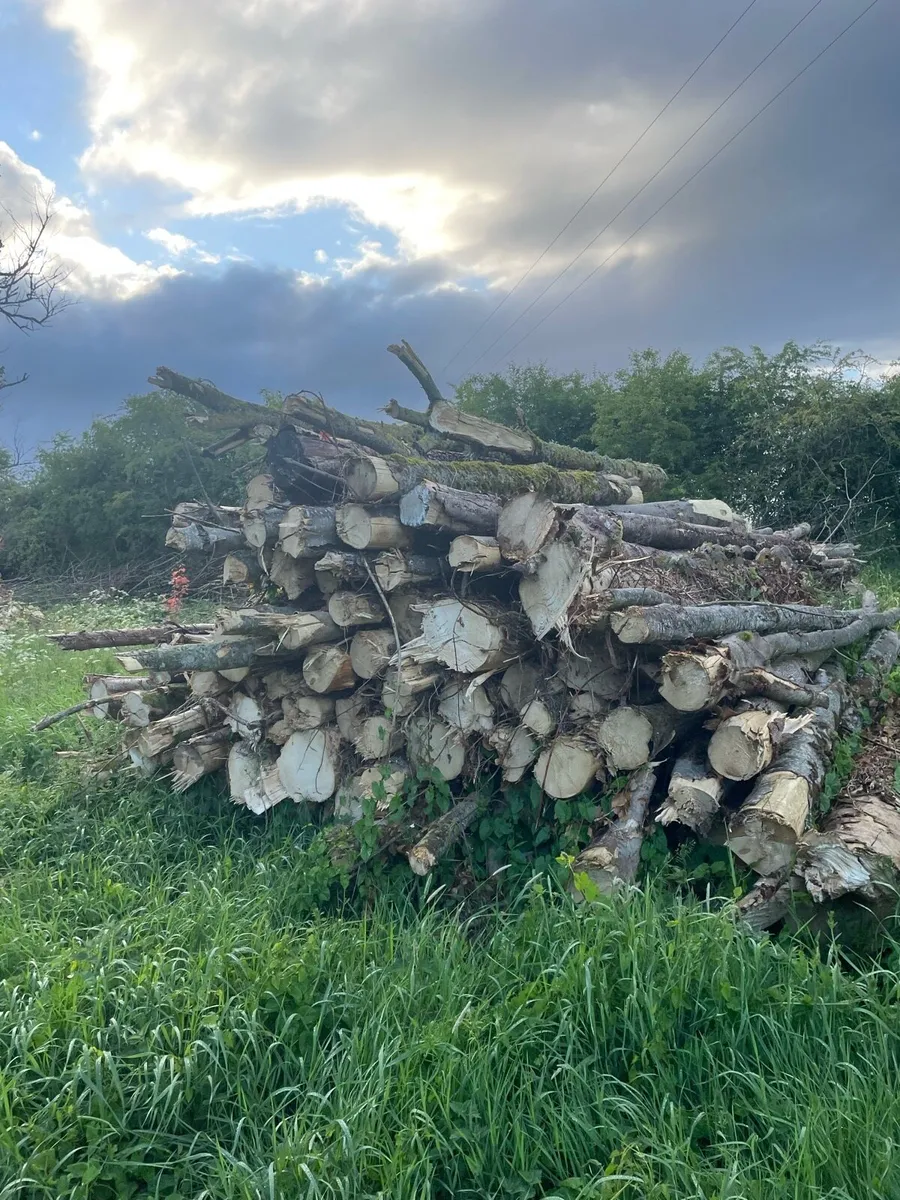 Ash Timber - Image 4
