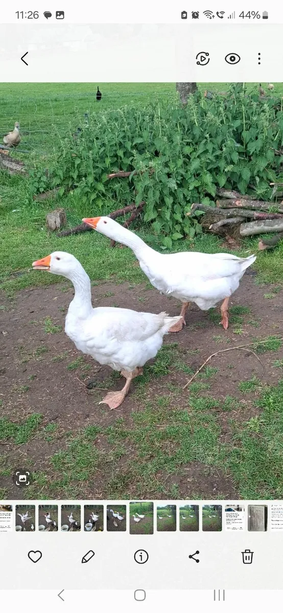 Goose