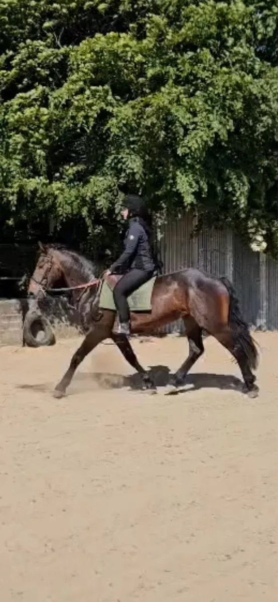 3yr old cob x draft - Image 1