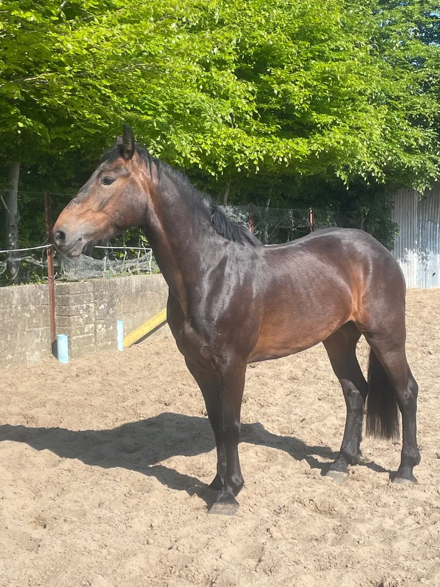 3yr old cob x draft - Image 3