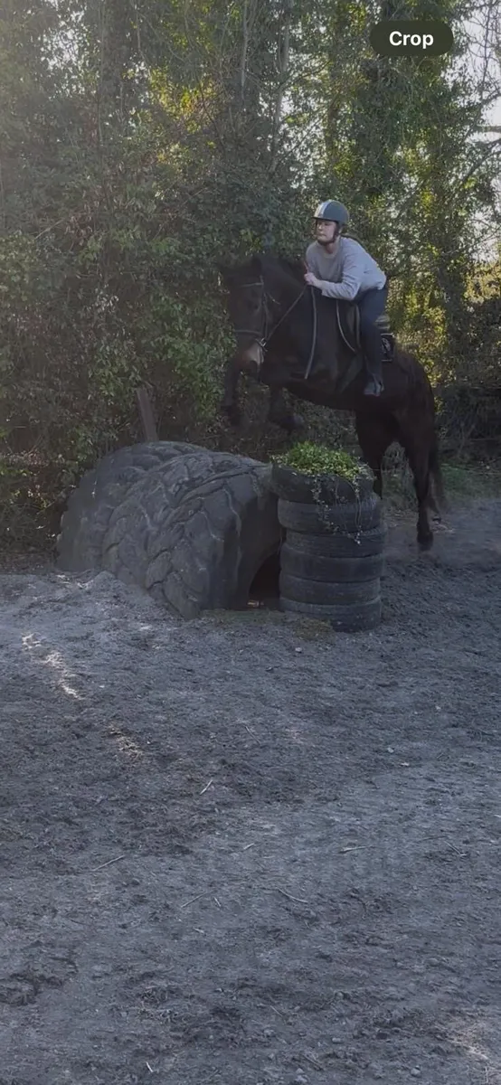3yr old cob x draft - Image 4