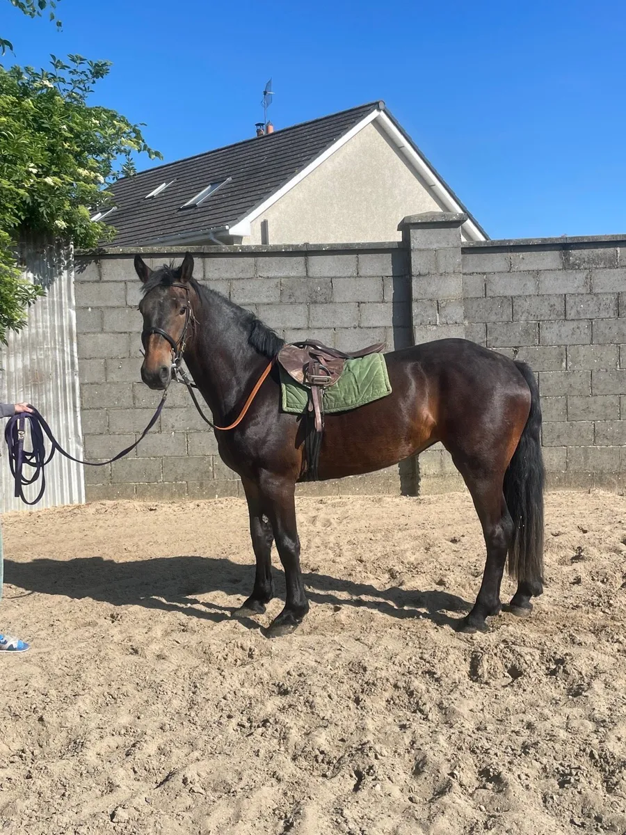 3yr old cob x draft - Image 1