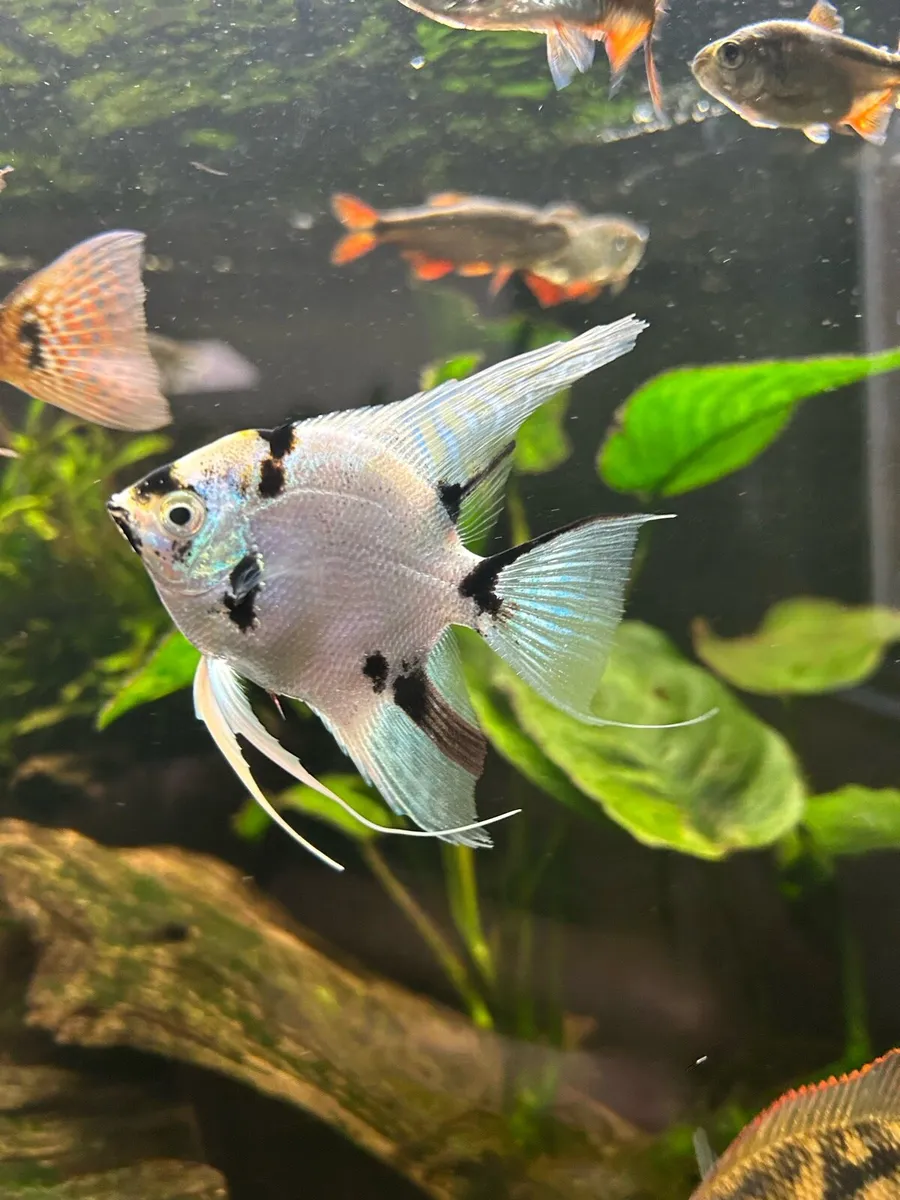 Cichlids - Image 1