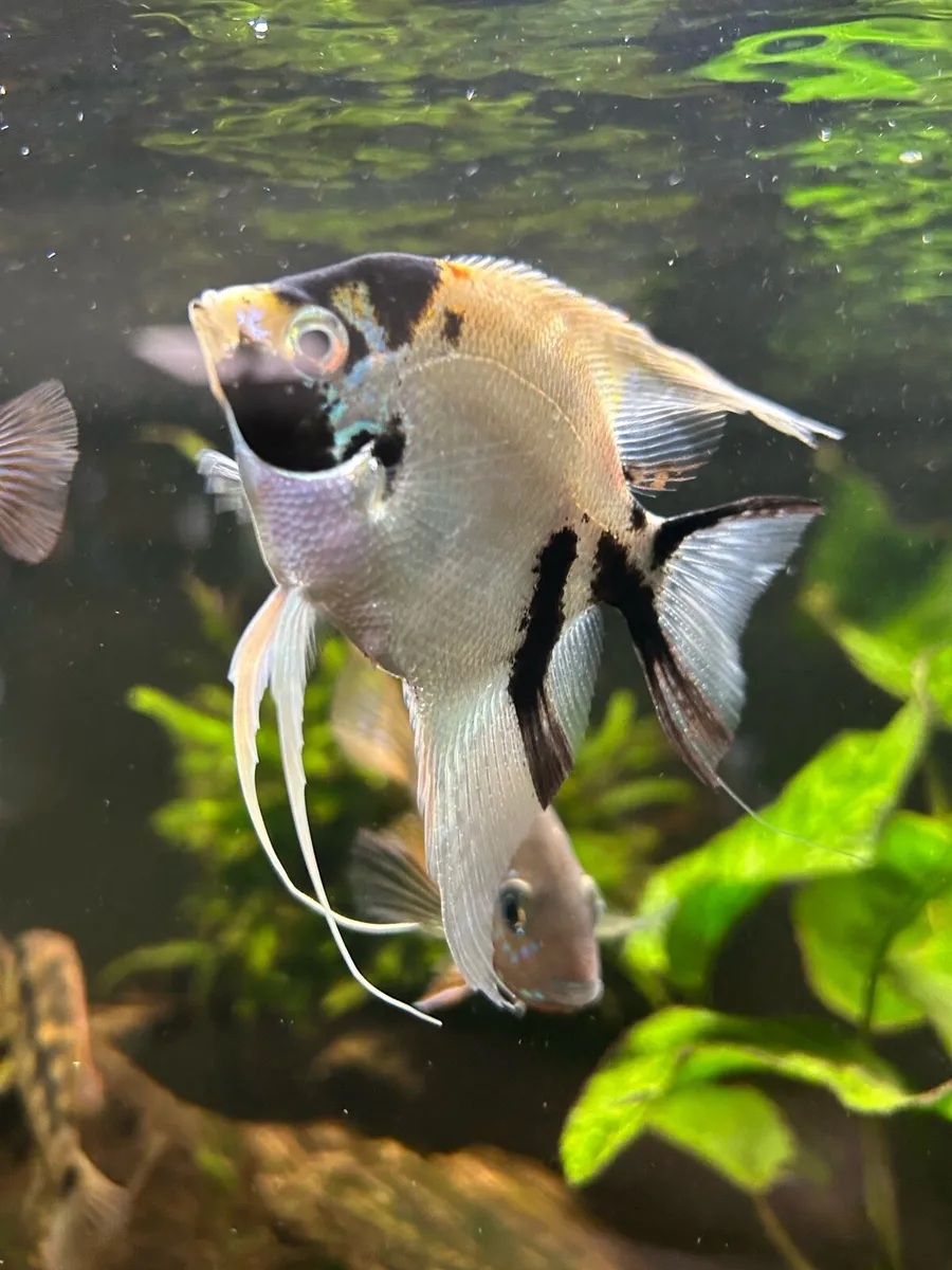 Cichlids - Image 2