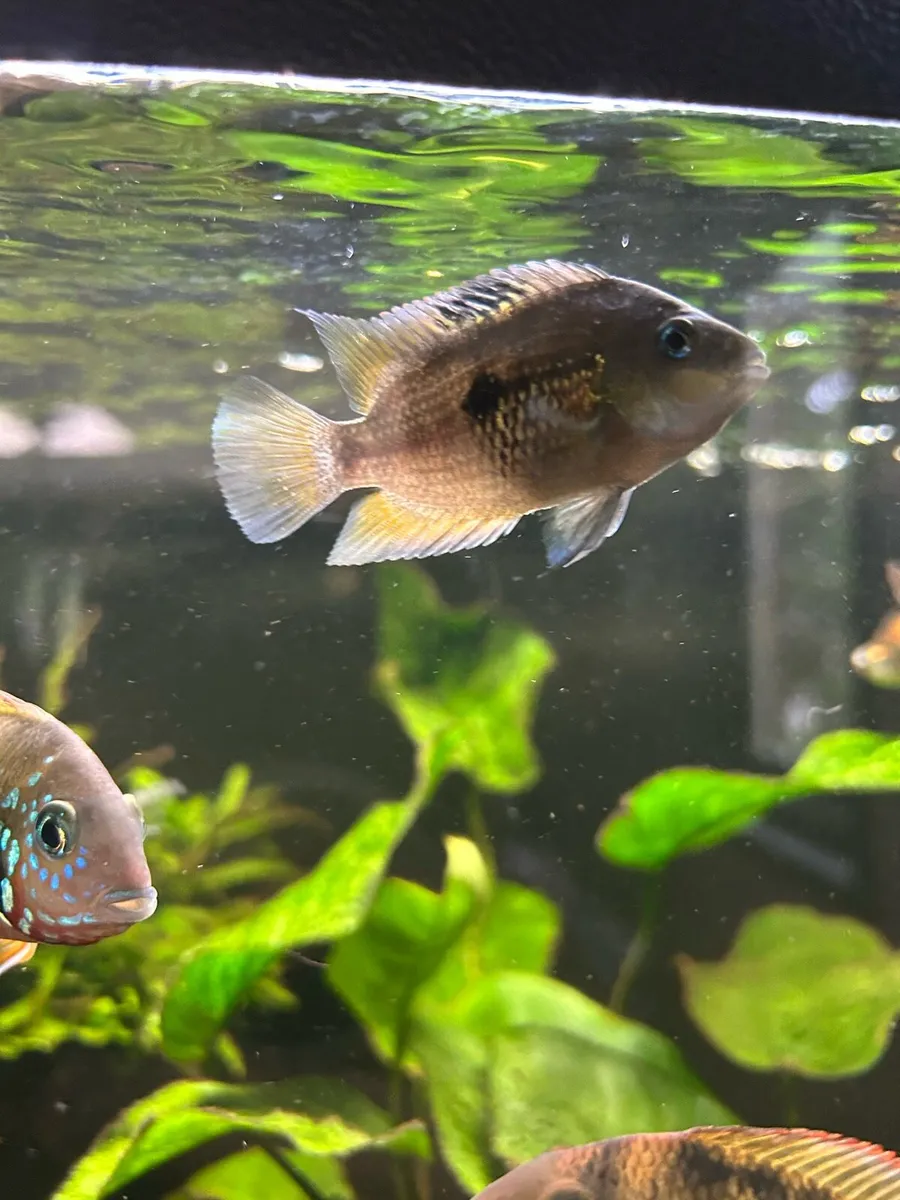Cichlids - Image 3