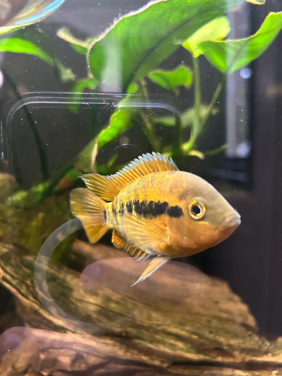 Cichlids - Image 4
