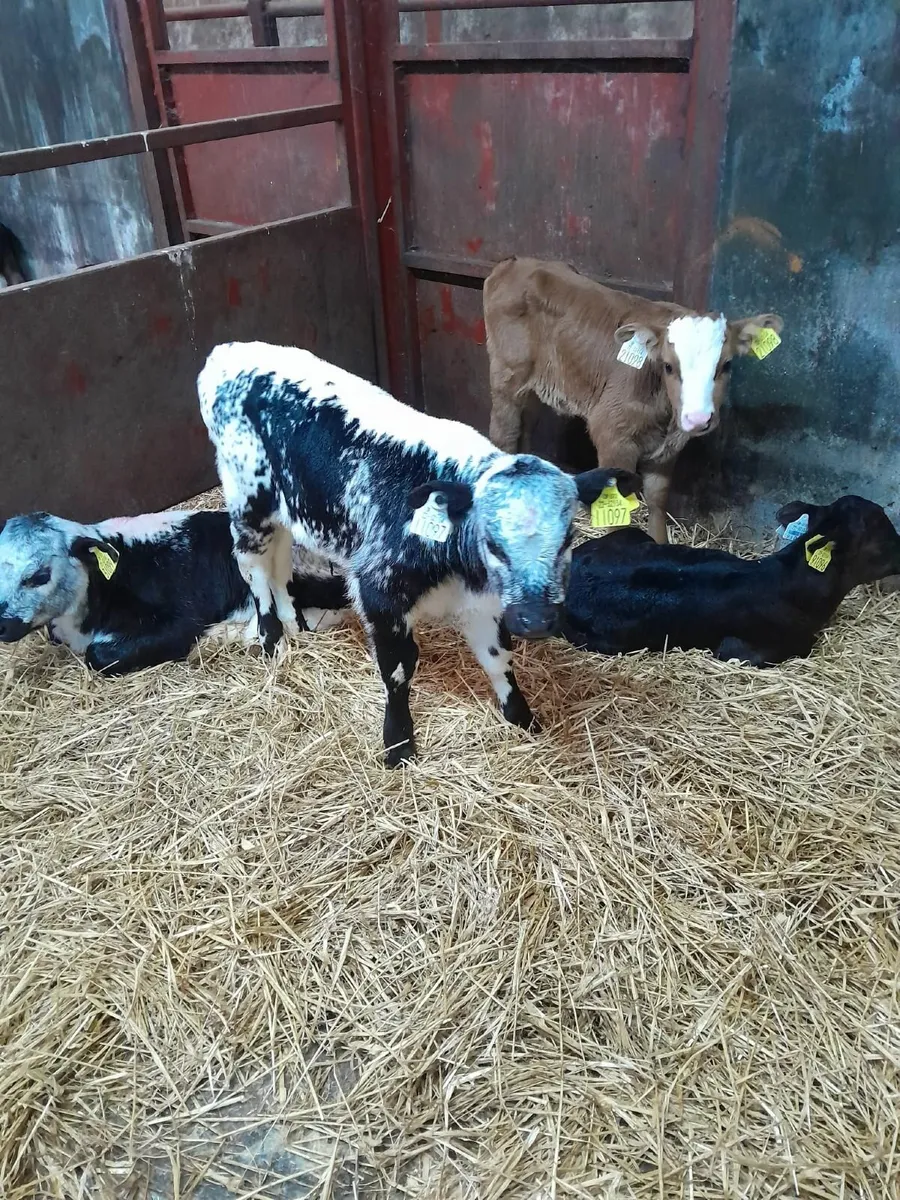 Calfs - Image 1