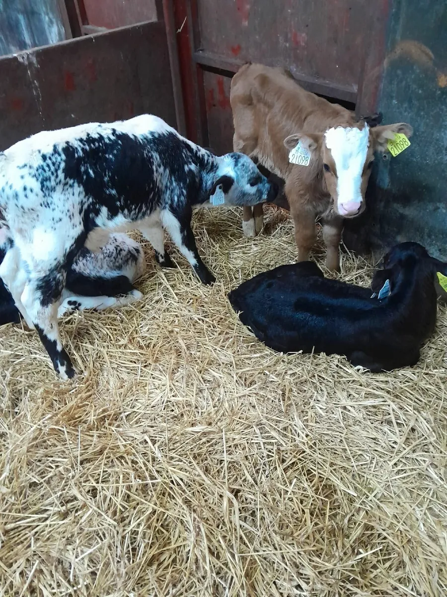 Calfs - Image 2