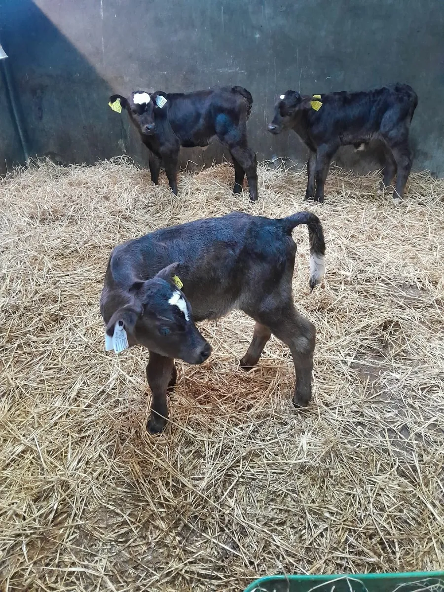 Calfs - Image 3