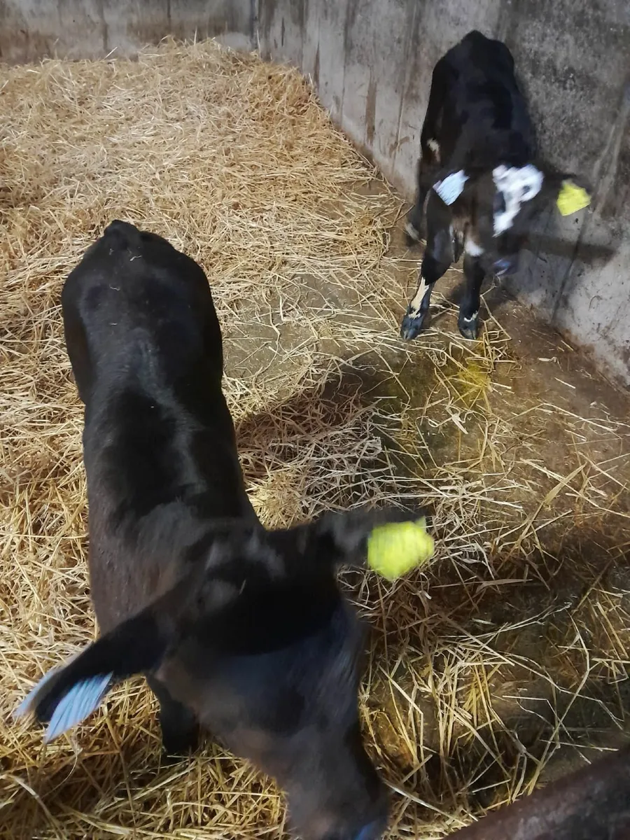 Calfs - Image 4