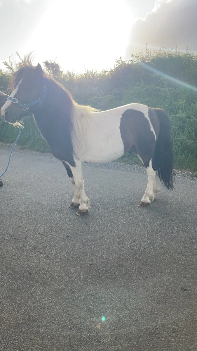 ☘️Teaser pony ☘️
