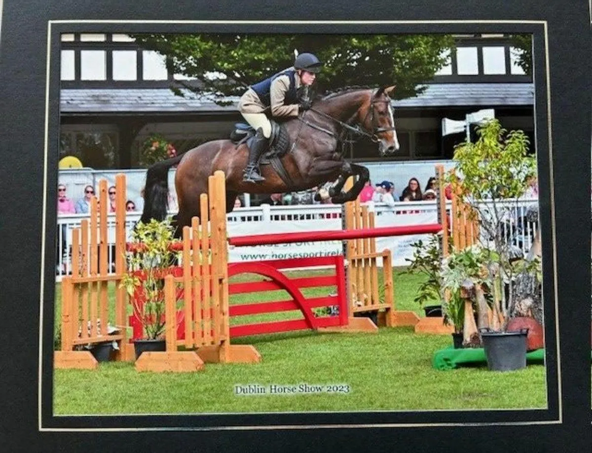 10 YO Scopey & Careful Eventer/Jumper Mare - Image 1