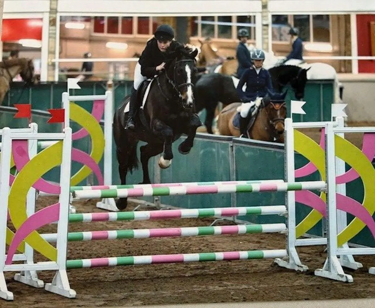 10 YO Scopey & Careful Eventer/Jumper Mare - Image 2