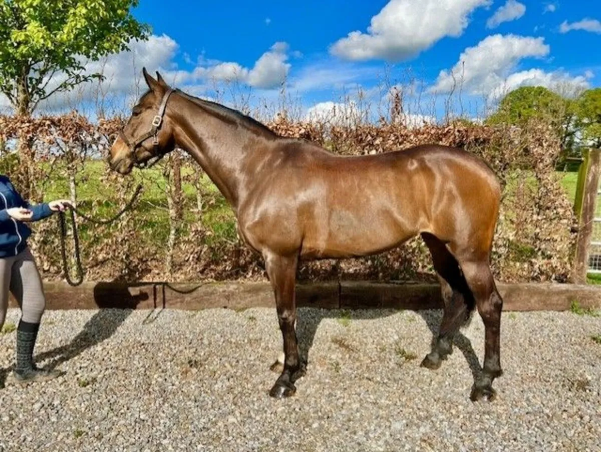 10 YO Scopey & Careful Eventer/Jumper Mare - Image 4