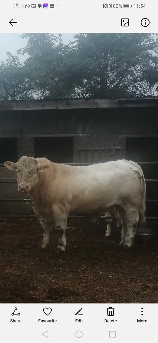 Bulls Tullamore 31st.may 2025 - Image 1