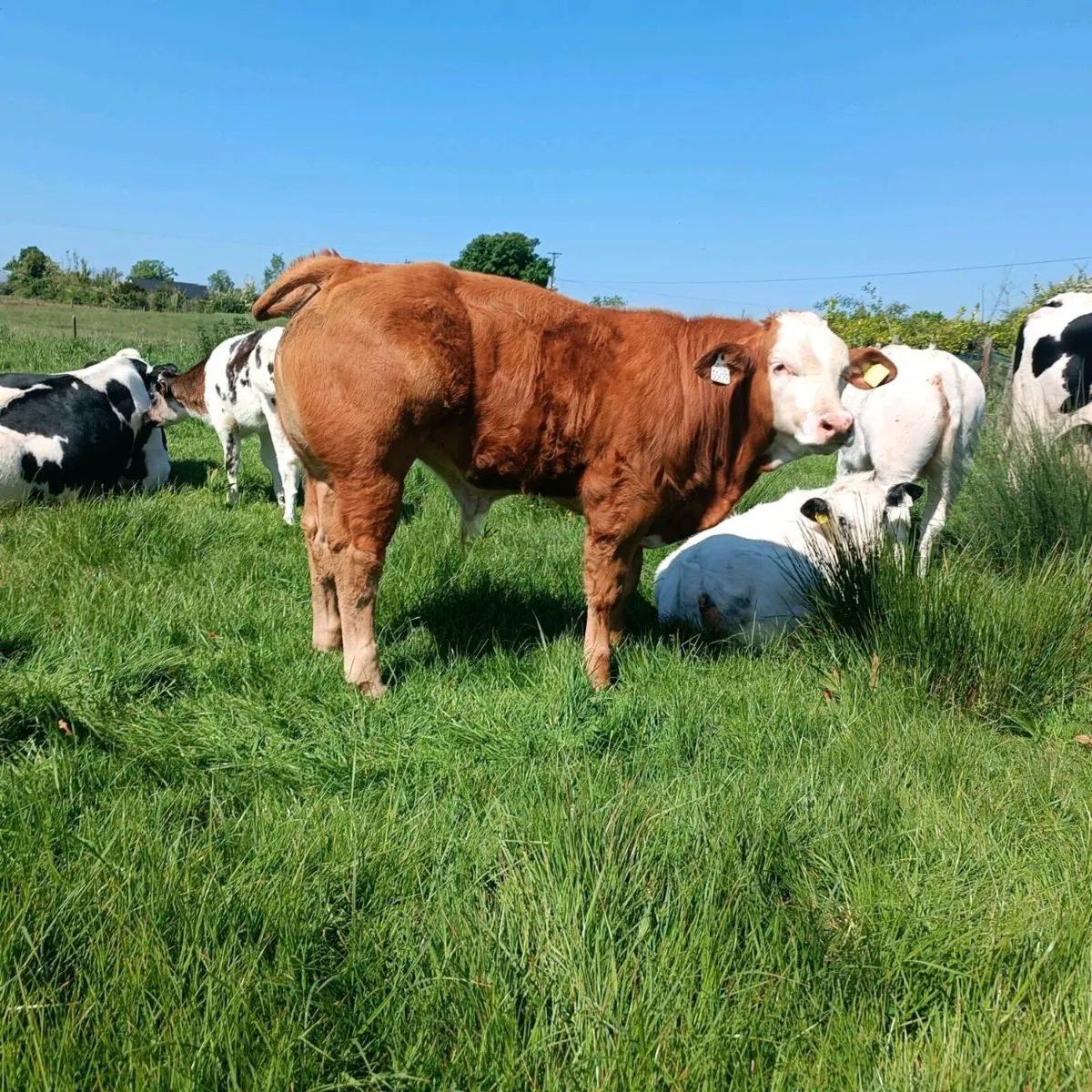 B Belgian blue .blonde x embryo - Image 2