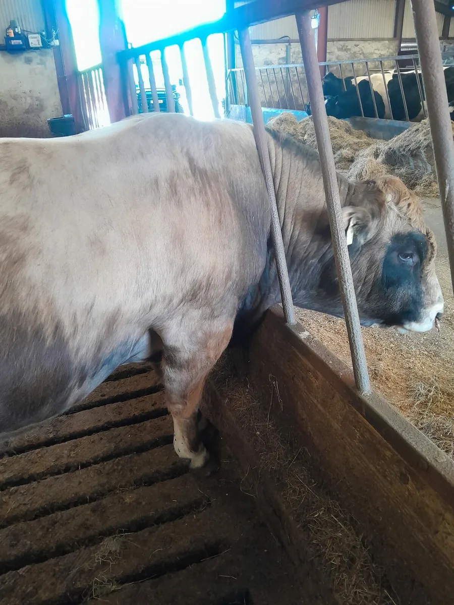 Bull - Image 1