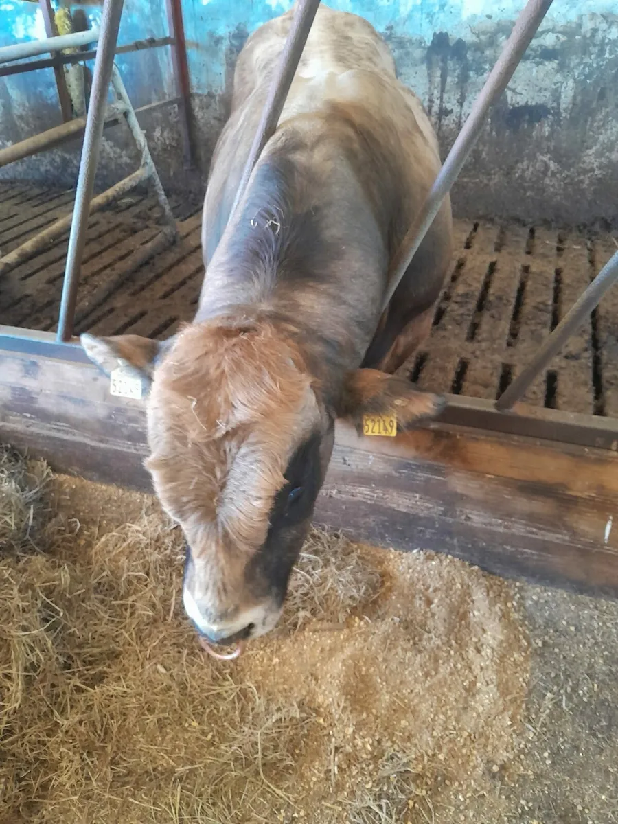 Bull - Image 2