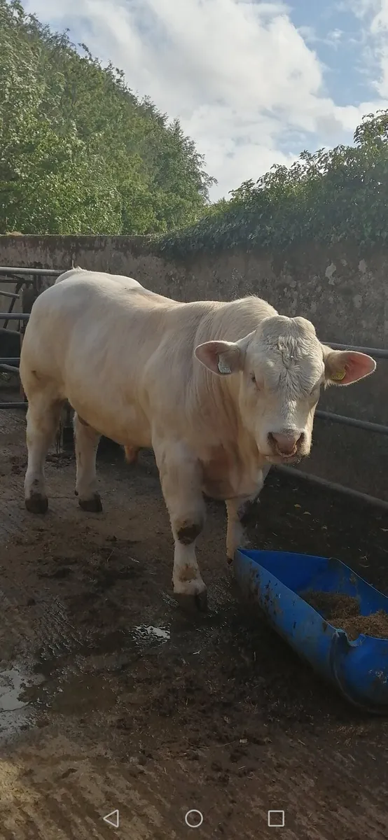 Bulls Tullamore 31st.may 2025 - Image 2