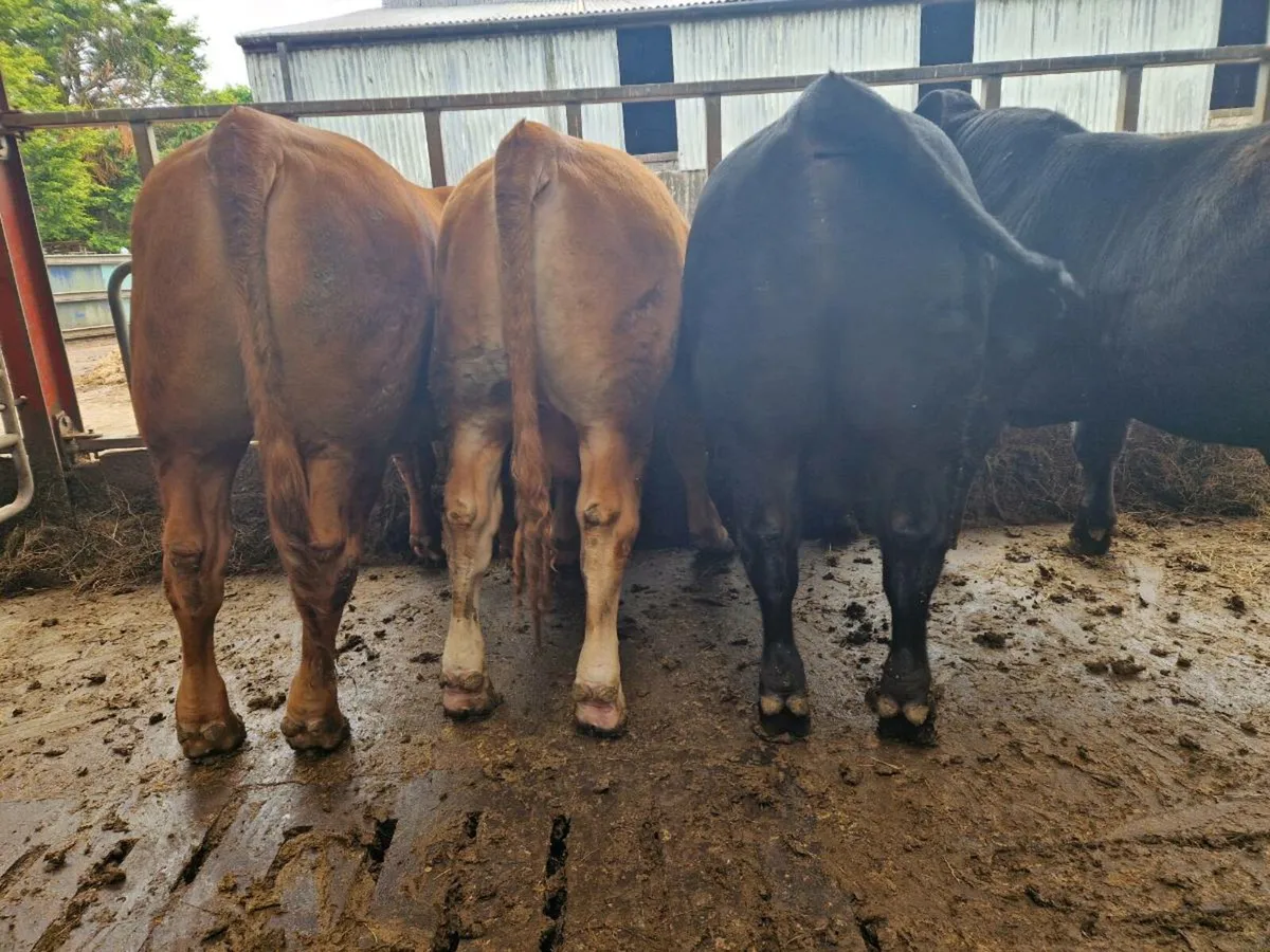 Yearling bulls - Image 1